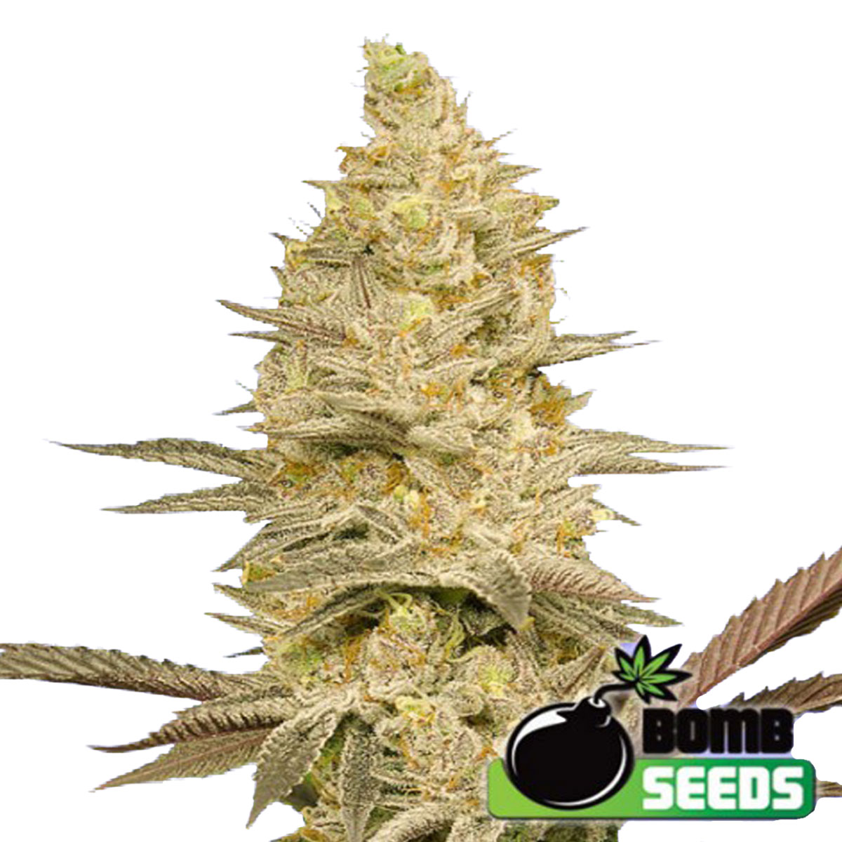 Glookies Bomb Weed Strain