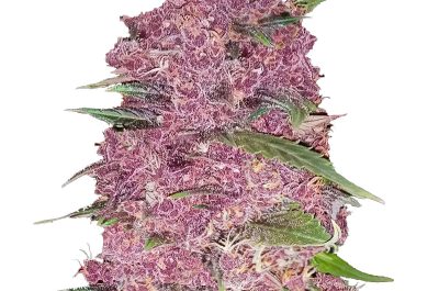 Purple Lemonade Weed Strain