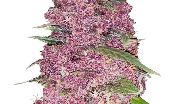 Purple Lemonade Weed Strain