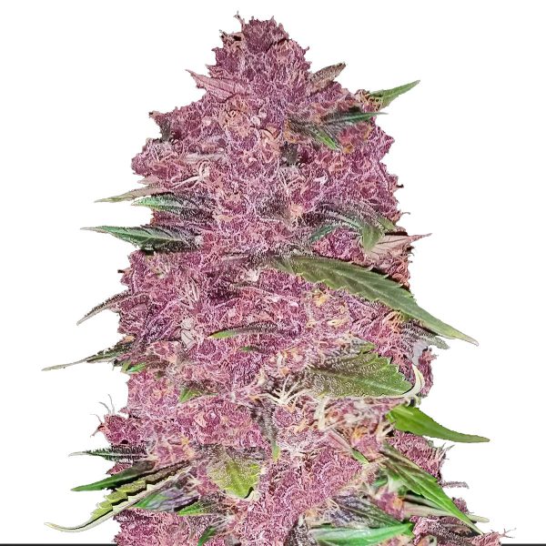 Purple Lemonade Weed Strain