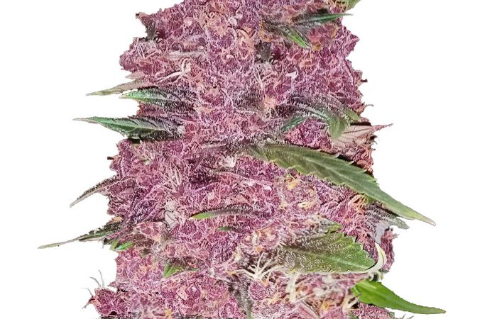 Purple Lemonade Weed Strain