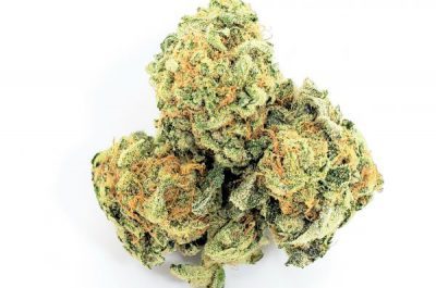 Black Haze Weed Strain