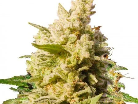 CBD Cali Kush