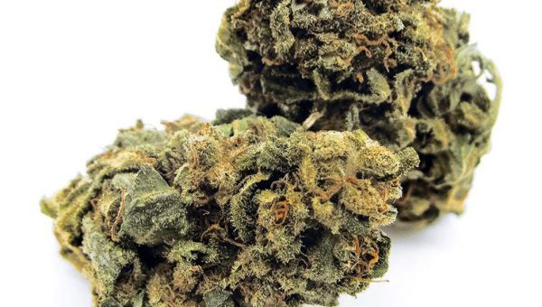 Cheese CBD Weed Strain