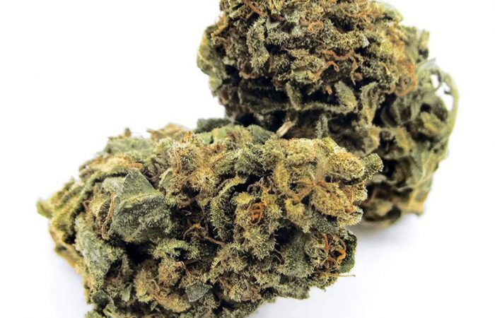 Cheese CBD Weed Strain