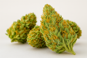 Lemon Bean Strain (Lemon Tree × OG Eddy) – Effects, Flavor & Grow Guide