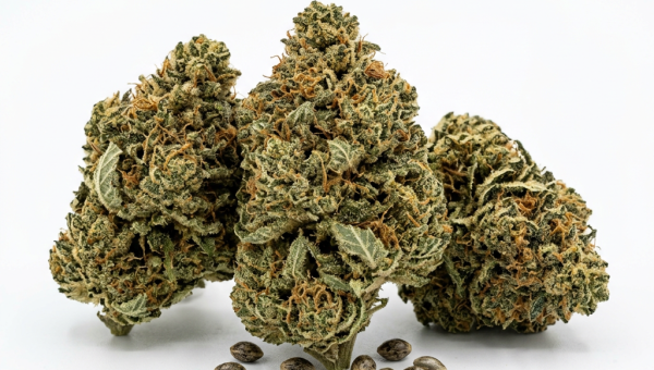 Aurora Indica cannabis seeds - product photo