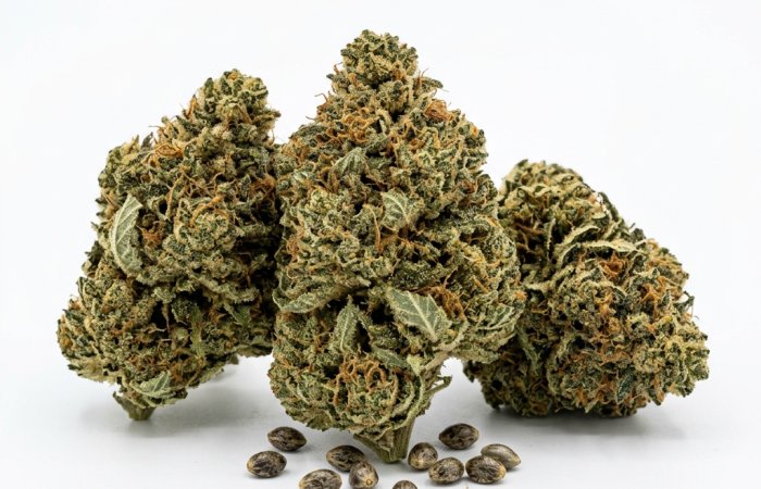 Aurora Indica cannabis seeds - product photo