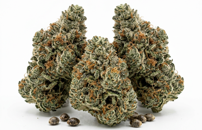 Badazz Cheese cannabis seeds - product photo