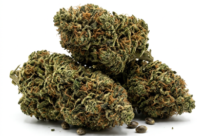 BCN Critical XXL cannabis seeds - product photo