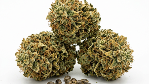 Big Bomb cannabis seeds - product photo