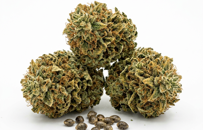 Big Bomb cannabis seeds - product photo
