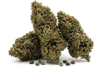 Black Haze cannabis seeds - product photo