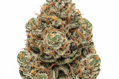 Black Haze cannabis seeds - product photo