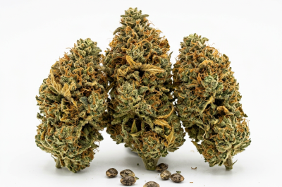 Cafe Racer cannabis seeds - product photo