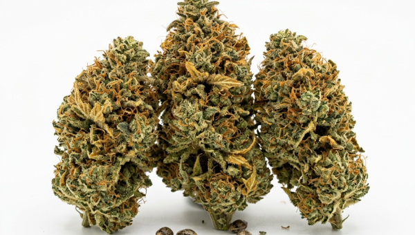 Cafe Racer cannabis seeds - product photo