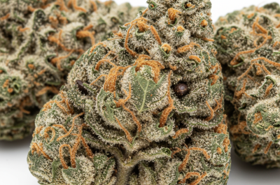 Cafe Racer cannabis seeds - product photo