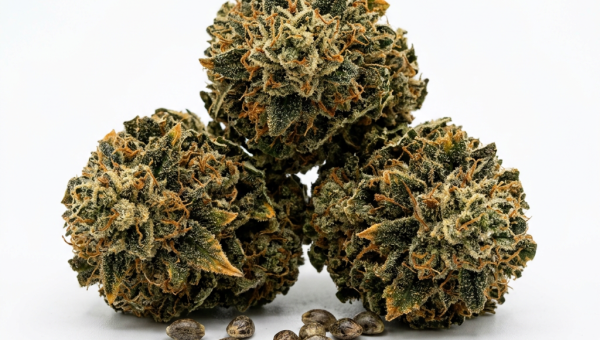 Candy Cane cannabis seeds - product photo