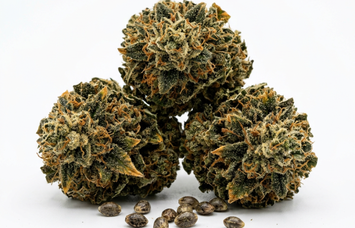 Candy Cane cannabis seeds - product photo