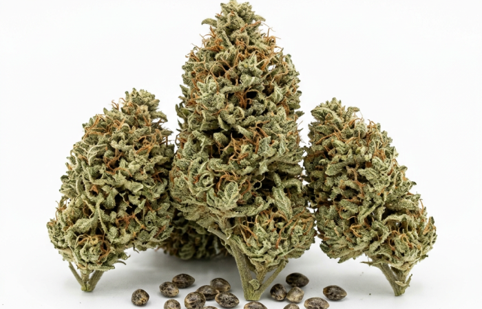 CBD ACDC cannabis seeds - product photo