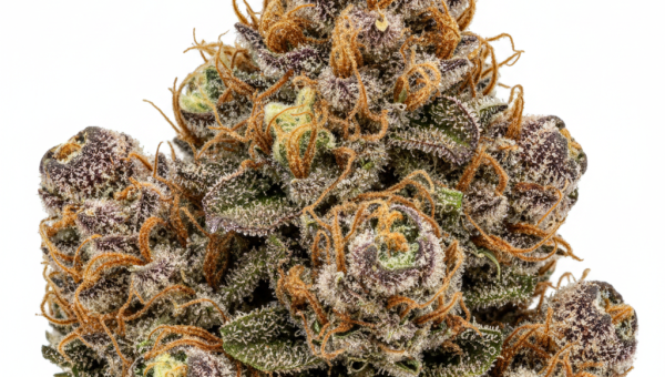 Cherry Blaster cannabis seeds - product photo