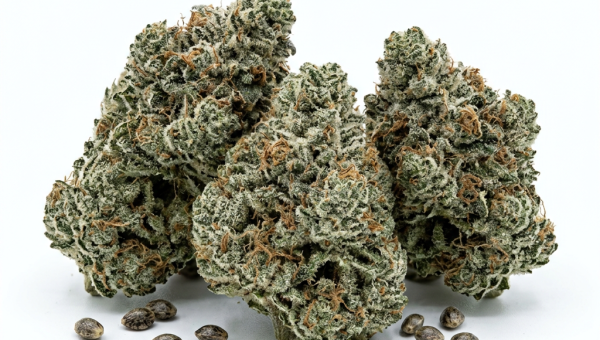 Gorilla Cookies cannabis seeds - product photo