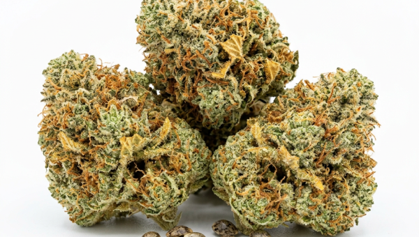 Mimosa X Orange Punch cannabis seeds - product photo