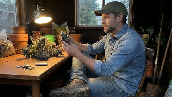 Darrel Henderson examining Permanent Marker cannabis buds in a potting shed