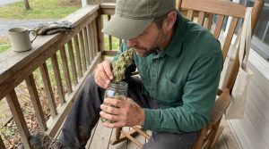 Pineapple Express – My go-to for a sunny grow day