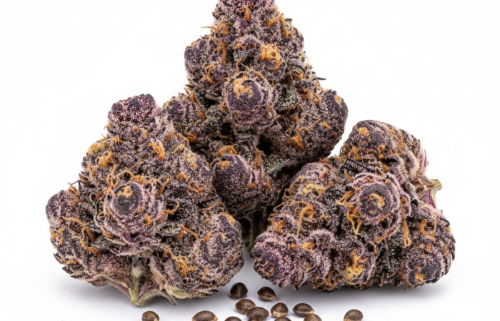 Purple Gelato cannabis seeds - product photo