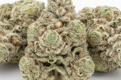 White Runtz cannabis seeds - product photo