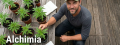 Alchimia Review - Score 4.7/10