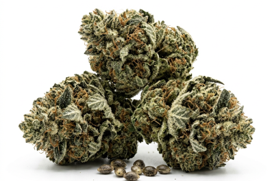 Alien Genetics cannabis seeds - product photo