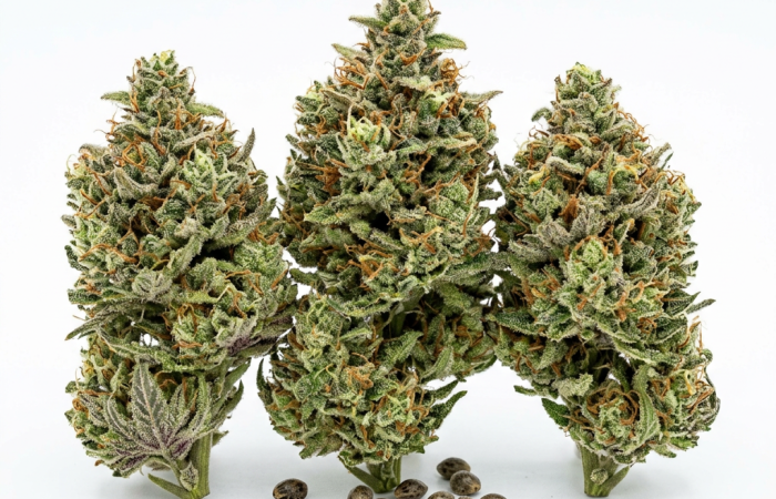 Amnesia #7 cannabis seeds - product photo