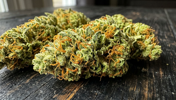 Amnesia Haze cannabis buds macro close-up