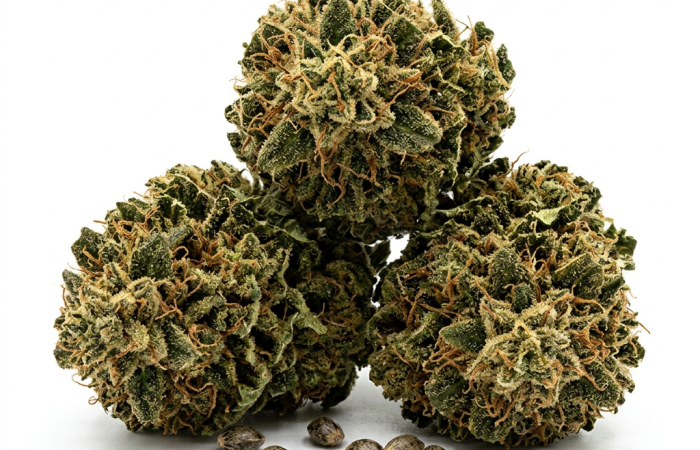 Auto Afghan Mass XXL cannabis seeds - product photo