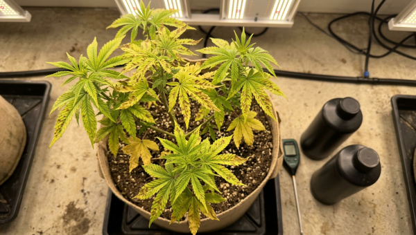 Cannabis plant showing nutrient deficiency symptoms on leaves