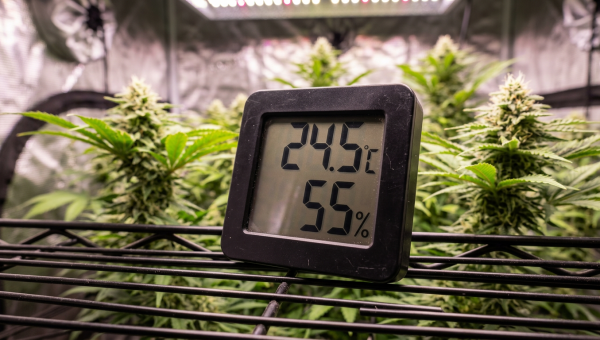 Digital thermometer hygrometer displaying VPD readings in cannabis grow tent with flowering plants