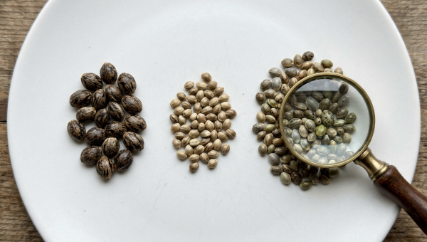 Cannabis seed types: feminized, autoflower, and regular seeds compared