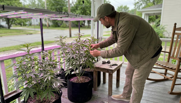 Darrel Henderson — how to grow cannabis at home