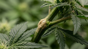 Super Cropping Cannabis: The High-Stress Training Technique That Pays Off at Harvest