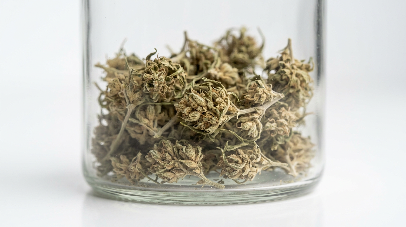 Dried Cannabis ruderalis flower showing sparse bud density and low resin production characteristic of pure subspecies