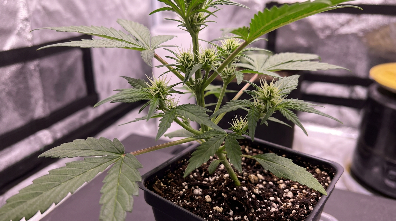Young autoflowering cannabis seedling derived from ruderalis genetics showing age-based flower initiation