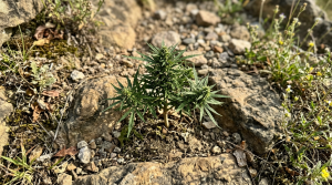 What Is Cannabis Ruderalis? The Third Cannabis Species Explained