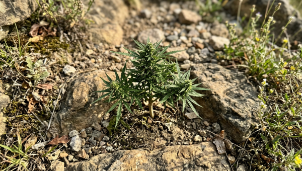 Cannabis ruderalis plant growing in a wild outdoor environment