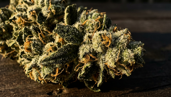 Blue Dream cannabis buds macro close-up