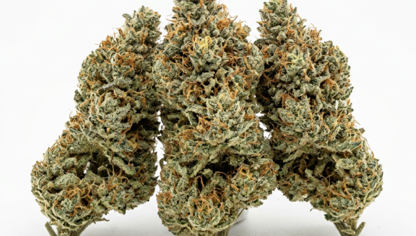 Blue Haze cannabis seeds - product photo