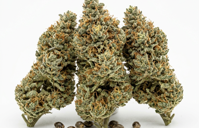 Blue Haze cannabis seeds - product photo