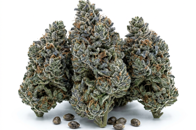 Blue Lobster cannabis seeds - product photo