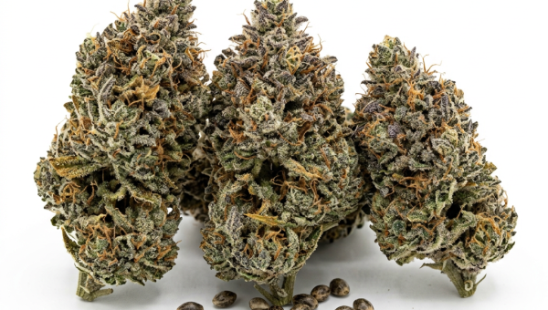 Blue Widow cannabis seeds - product photo